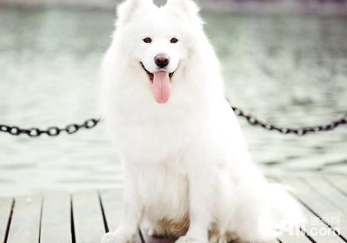 白被毛犬品种的常见疾病