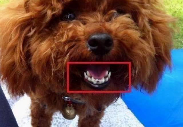 狗狗牙齿管不大好当心长双排牙对狗损害大